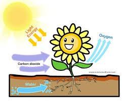 Dzīvību uz Zemes nodrošina fotosintēzes