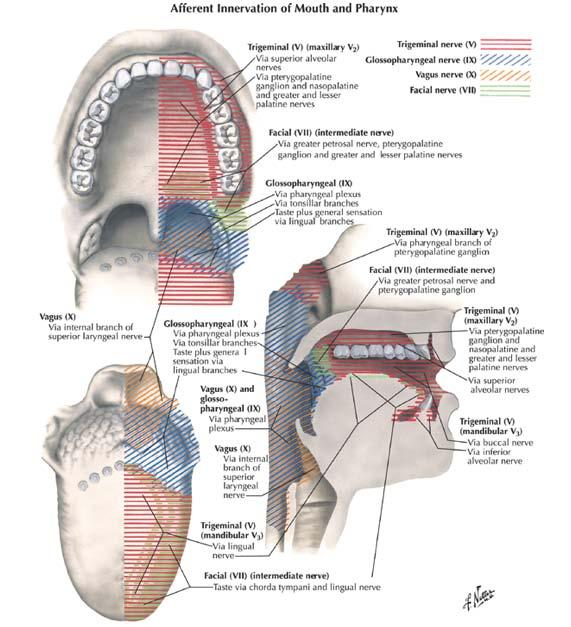 (Massey 2006) (Netter medical illustration with permission of Elsevier.). XII nervs izolēts motorais nervs: mēles muskulatūras perifērais motoneirons (Logina I.