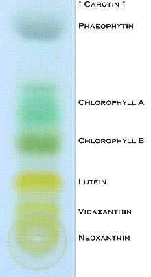 59 dzeltenā pigmenta sadalīšanu un izdalīšanu ar adsorbcijas hromatogrāfijas palīdzību (skat. attēlu Nr.34.). Attēls Nr.34. Hlorofila hromatogrāfija (http://ru.wikipedia.