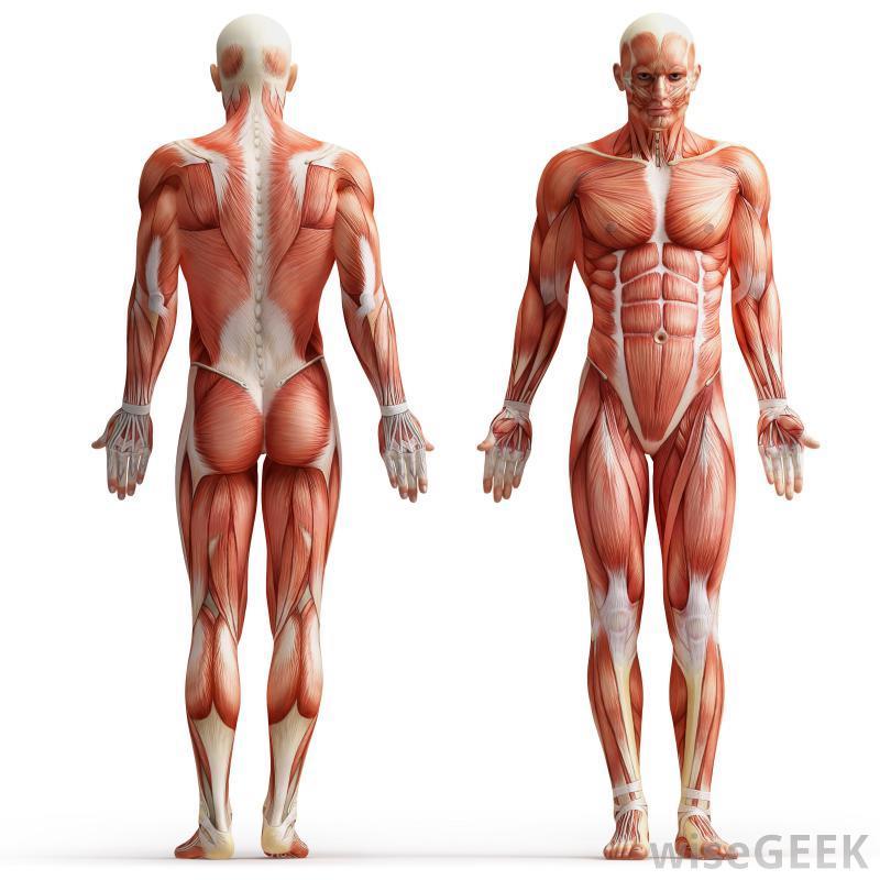 Neitrāla ķermeņa pozīcija Tāda ķermeņa poza, kura prasa vismazāko muskuļu spēka pielietojumu tās noturēšanai un izraisa vismazāko ķermeņa