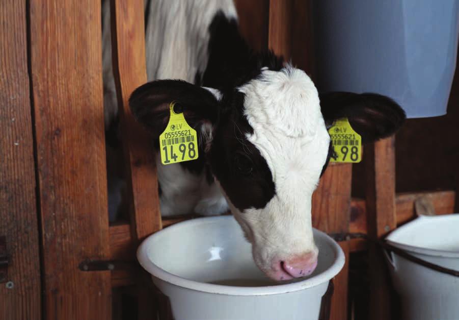 Gulbenes ATBILDĪGS UZŅĒMĒJS PIENA LOPKOPĪBA KOPŠ 1992. GADA RAINIS piena lopkopības saimniecība SIA Rainis ar piena lopkopību nodarbojas vairāk nekā 25 gadus.