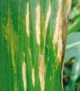 Pamatojoties uz izmēģinājuma rezultātiem Latvijā līdz šim ir novērotas tikai divas no kukurūzā sastopamām slimībām (skat. attēlus). Kāpēc izvēlēties kukurūzas sējumos?