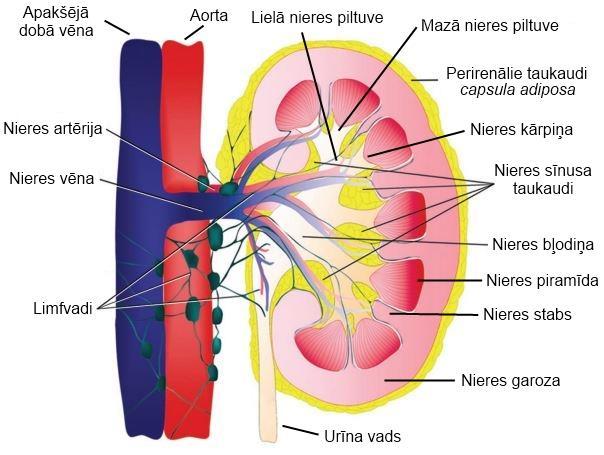 Nieres sīnusa taukaudi Nieru vārti (Hilum renale) abās pusēs atveras ventrāli mediālā virzienā un anatomiski tie atrodas uz nieres mediālās malas (Margo medialis).