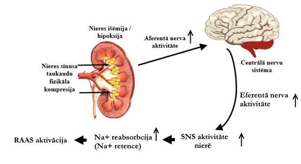 5. Attēls. Nieres sīnusa taukaudu radītās kompresijas loma simpātiskās nervu sistēmas aktivitātes regulācijā (Hall et al., 2014, Schlaich et al.