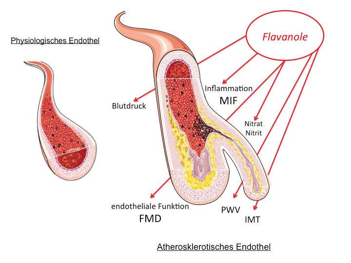 Phosphorylierungsreaktionen zur Gefäßdilatation führen. Des Weiteren beeinflusst das Endothel die rheologischen Eigenschaften des Bluts durch Hemmung und Aktivierung von Gerinnungsprozessen.