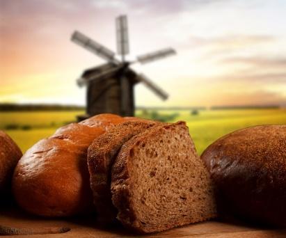 maize Latvijas