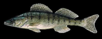 Puzes ezers: lielākais zivju blīvums Latvijā Zivis tomēr ķeras