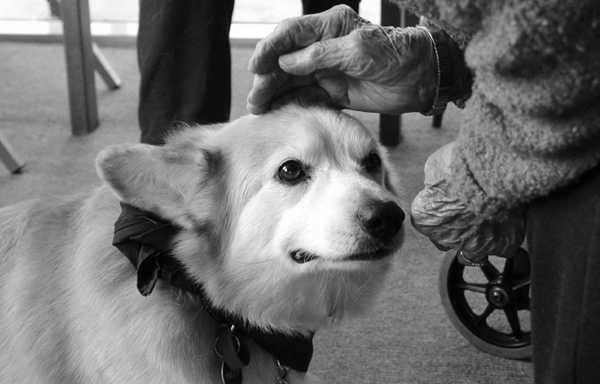 NUMURA TĒMA Dzīvnieki terapeiti http://cdn.sheknows.com/articles/crave/dog_therapy.