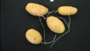 Candidatus Phytoplasma solani Kartupeļu