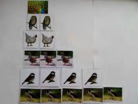 Attēloti 10 putni vista, gailis, vārna, zvirbulis, balodis, ērglis, pīle, pūce, gulbis, pāvs, par kuriem radu priekšstatu šonedēļ un visu šo mācību gadu.