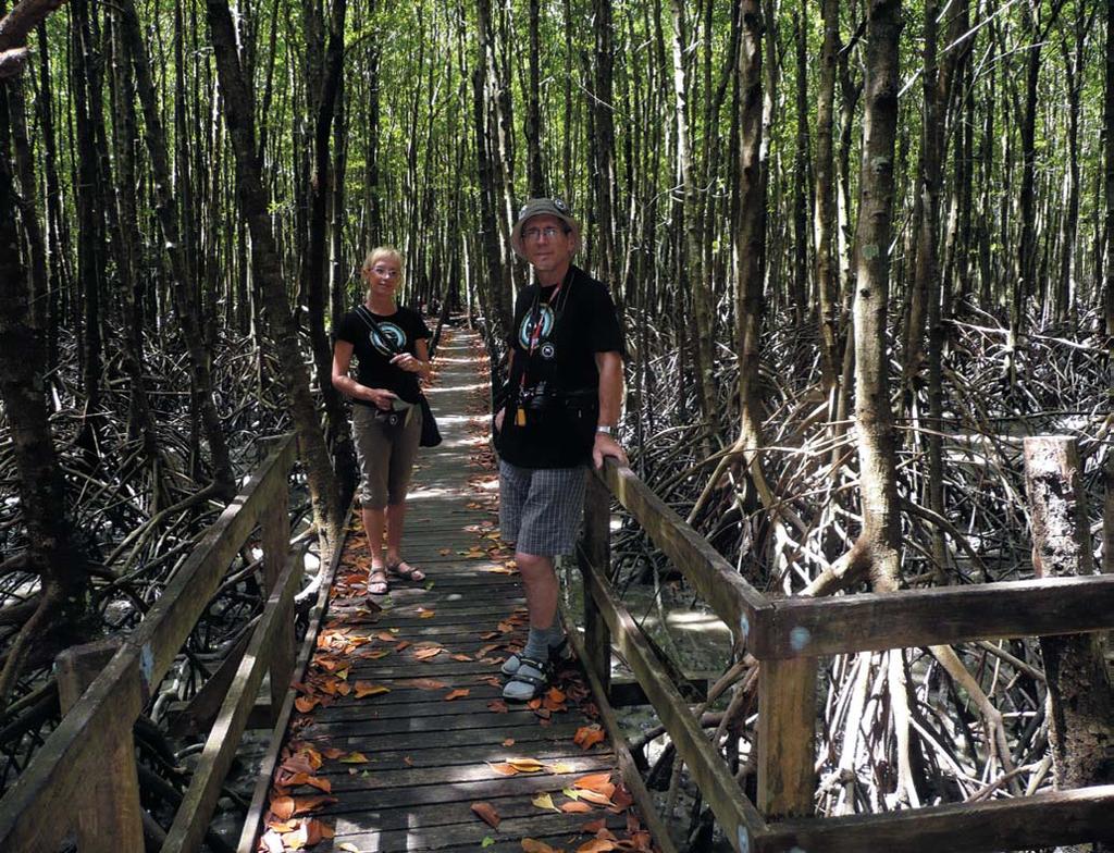 Ap dienas vidu Andrejs sarîkoja mums interesantu ekskursiju. Vispirms viòð aizveda mûs uz Kçrnsas lidostas apkârtni, kur ir ierîkotas laipas mangrovju audþu apskatei.
