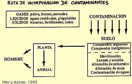 Contaminación del suelo e Impacto ambiental (Parte IV ) 4 Procesos responsables de la redistribución y acumulación Un riesgo importante en la acumulación de contaminantes en el suelo se produce en