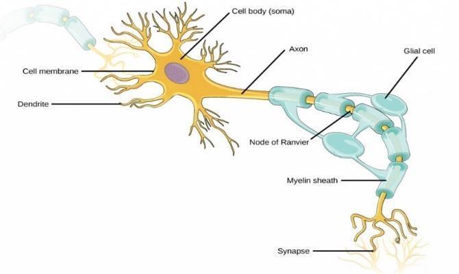 3. JUŠANAS NEIROFIZIOLOĢIJAS PAMATI Pieauguša cilvēka smadzenes sver no 1200 līdz 1500 g, un tajās ir apmēram viens triljons šūnu.