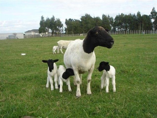 Dorperas šķirnes aitu māte ar