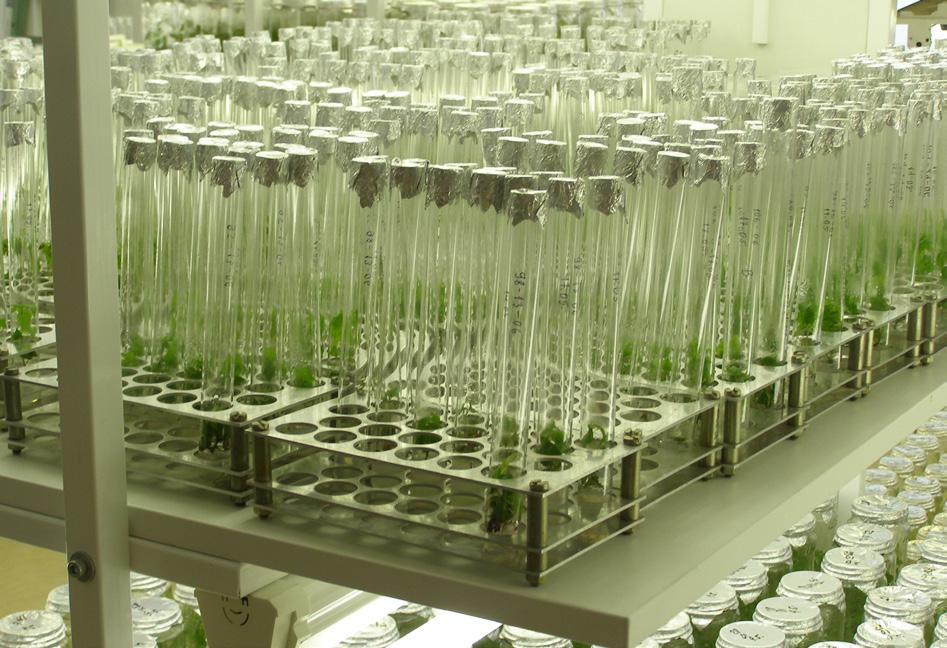 Latvijas Valsts mežzinātnes institūtā Silava ar biotehnoloģiju palīdzību tiek pavairotas hibrīdapses; sākotnēji tās aug laboratorijā, bet vēlāk tiek pārstādītas augsnē.