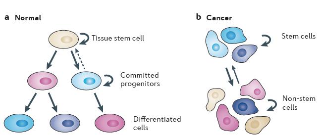 Vēža (cilmes) šūnu plasticitāte