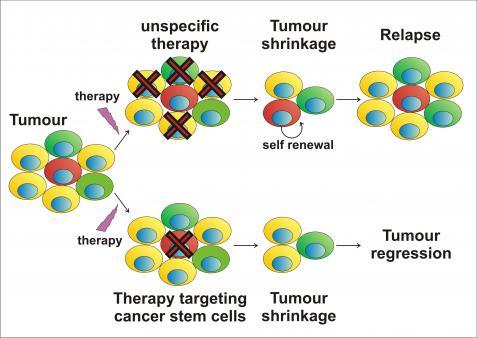 Vēža cilmes šūnas (Cancer stem cells (CSC), Tumour initiating cells (TIC), Stem cell-like cells (SCLC) Vēža šūnu populācija, kam piemīt cilmes šūnu īpašības