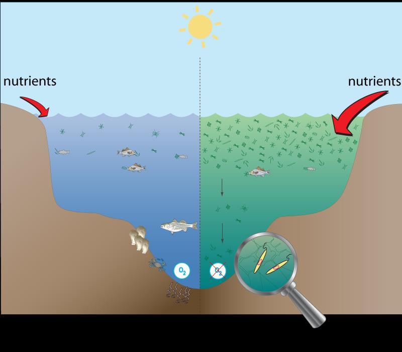 4. Norādiet, kuri no apgalvojumiem par jūru ekosistēmām ir patiess, bet kurš aplams Barības vielas Barības vielas 4.1. Palielinoties Barības vielu apjomam jūrā, noris zilaļģu vairošanās Atb. 4.2.