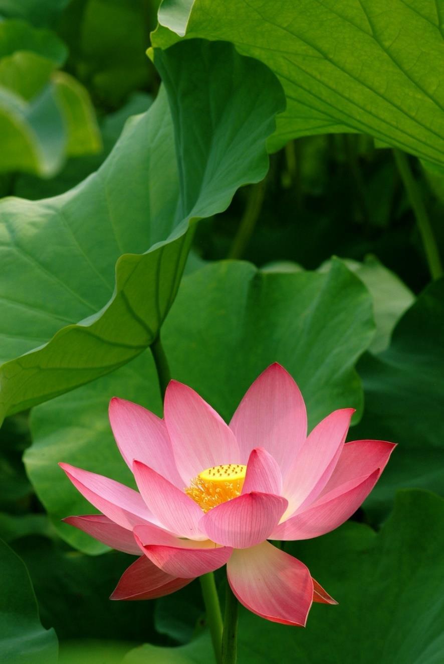 LOTOSA LAPAS Lotosa lapa (Folium nelumbinis) zināma arī kā He Ye augs. No TĶM viedokļa lotosa lapām piemīt rūgta garša, savukārt īpašībās tās ir savelkošas un neitrālas.