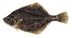Asaris Perca fluviatilis LV rekords: 2,15 kg 2003. gads, Cepša ezers Salaka Osmerus eperlanus Tikko noķerta salaka smaržo pēc svaiga gurķa. Salaka ir ļoti populāra zemledus makšķernieku vidū.