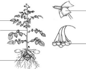 1.4. Auga uzbūve un vielmaiņa. Vasa Izpēti doto augu! Attēlā norādi, kur atrodas auga orgāni: a) sakne, b) stublājs, c) lapa, d) zieds, e) auglis! Uzmanīgi izlasi doto tekstu!
