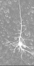 Veģetatīvajai nervu sistēmai izšķir simpātisko un parasimpātisko daļu, kuru nervu šķiedras darbojas pretēji. Visa organisma darbība notiek reflektoriski.