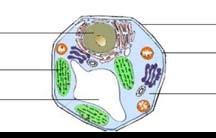 Citoplazma ir bezkrāsaina, kodols hloroplasts vakuola staipīga, pusšķidra viela, kas piepilda šūnu. Citoplazmā atrodas visas pārējās šūnas daļas.