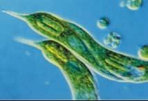 Ūdens pilienā ieliec dažus smilšu graudiņus, lai vienšūņus ar segstikliņu nesaspiestu. 5. Apskati ūdens pilienu mikroskopā. 6.