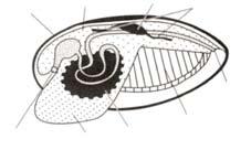Gada gliemeža statuss sugai piešķirts tādēļ, ka 2008. gadā tā konstatēta kā Latvijas faunai jauna suga. Gliemji ietilpst biocenožu dažādās barību ķēdēs.