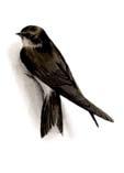 Putniem ir raksturīga divkāršā elpošana. Tie elpo ar plaušām un gaisa maisiem. Putniem ir labi attīstīta redze un dzirde.