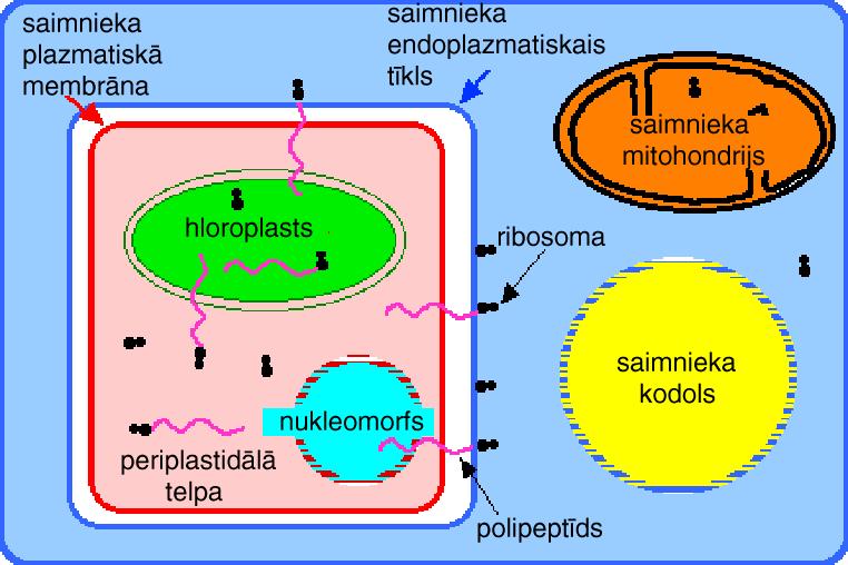 Sekundārā endosimbioze Nukleomorfs satur 3 hromosomas un kodē nedaudzu olbaltumvielu sintēzi.