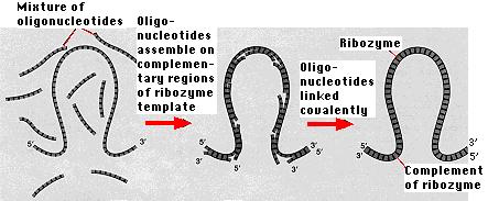 Metaboliskie ceĝi www.ultranet.com/.../biologypages/ A/AbioticSynthesis.