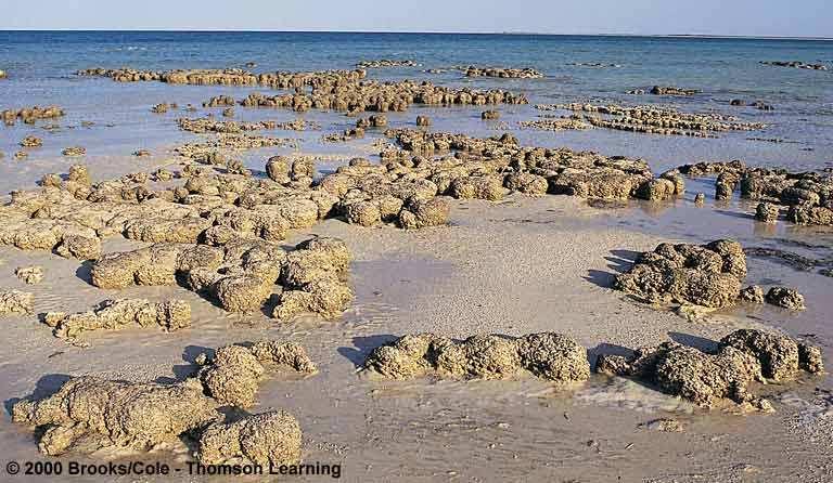 Eikarioti Stromatolīti - pavedienveida zilaĝăes. 3,4 miljardus gadu veci ieži Mičigana, Gripania, ~2.1 miljardi gadu atpakaĝ, šūna ar kodolu. earth.usc.edu/~geol150/evolution/ precambrianfossils.