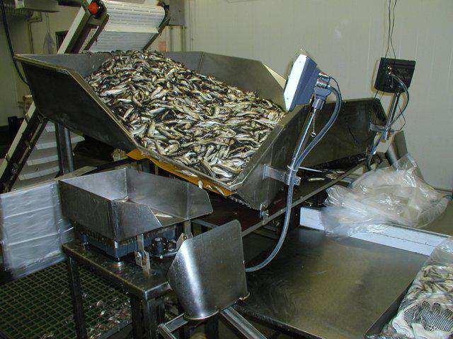 Zivju sadalīšana pa sugām un izmēriem nodrošina vienveidīgu tālākās apstrādes procesu, tādejādi kāpinot ražību un kvalitāti. Šīs iekārta tiek izmantota pārsvarā piekrastes uzņēmumos.