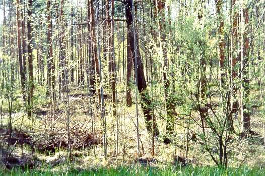 Saudzējamo un aizsargājamo mežu kategorijā iekļauti visi teritorijā esošie meži, nosakot to apsaimniekošanas īpašības.