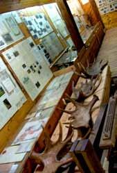 ar mežu sirdī 7 Muzeja ekspozīcijā izstādīta tikai daļa no tolaik savāktajiem ragiem Muzeja sākums Valdemārpils mežniecība Muzejā apskatāmi dažādi instrumenti un darba rīki Runājot par Meža muzeja
