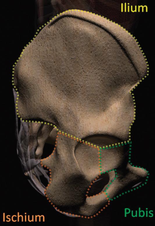 Iegurņa kaula anatomija Iegurni veido sarežģīta kaulu saišu sistēma Tā pamatā ir savstarpēji saplūdušu iegurņa kaulu un krusta