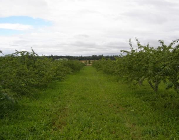 Kauleņkoku vērtējums Kurzemes reģiona zemnieku saimniecībās Plūmju dārzs vienā no lielākajām Kurzemes reģiona saimniecībām bija labā stāvoklī. Dārzs stādīts 2001. gadā. 2015.