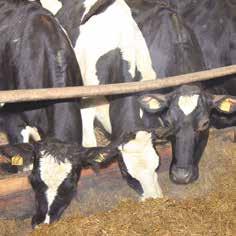 Pašražotā proteīna barība (lauka pupas), tās izēdināšanas iespējas un ekonomiskā efektivitāte slaucamo govju ēdināšanā Aija Galeja, Latvijas Lauku konsultāciju un izglītības centra Pierīgas