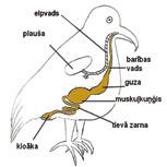 51 UZDEVUMU PIEMĒRI 1. Ar piemēriem raksturo putnu galvenās pazīmes un dzīvības procesus (ķermeņa sega, skelets, elpošana, gremošana, asinsrite, vielu izvadīšana). 1.1. Kurš apgalvojums ir patiess?