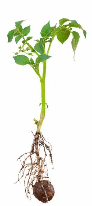 BioCrop Møldrup un BioCrop Møldrup XL Zaļāki laksti Esmu novērojis, ka kultūraugi, it īpaši vieglākās augsnēs augošie, aug labāk, un kartupeļu laksti ilgāk