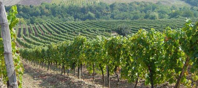Fruška Gora kalnu grēda, kas gadsimtiem ilgi izcēlusies ar izsmalcinātu vīnogu šķirņu vīnogulājiem, te izkopta tradīcijām bagāta izcila vīna darīšana.