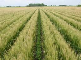 Lauksaimniecības un pārtikas nozare Pateicoties klimatiskajiem apstākļiem, augsnes un saldūdens resursiem, Latvija ir piemērota pārtikas ražošanai.