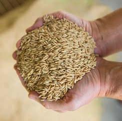 50 mm, 0 mm, 50 mm, 100 mm Lai rīsus novāktu optimāli, CERIO aprīko ar rūpnīcā uzstādāmu vai viegli pārveidojamu padeves veltņa un rīsu novākšanas