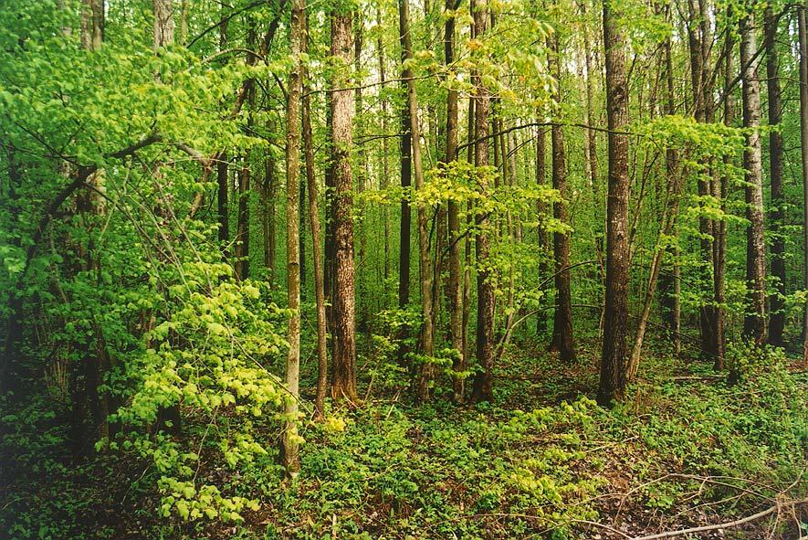 4.1.2.att. ES nozīmes īpaši aizsargājams biotops - jaukts platlapju mežs (kods 9020). Foto J.Soms 4.2. Virszemes ūdeņu kvalitāte plānošanas teritorijā Daugavpils reģionā mazo upju pētījumi uzsākti 1993.