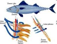 Uldis Bergmanis Ventspils Tehnikums Zivis un zivju produkti Zivis pieder pie dažādu sugu aukstasiņu mugurkaulu dzīvniekiem. Zivij izšķir galvu, ķermeni un asti, bet noteiktas robežas šīm daļām nav.