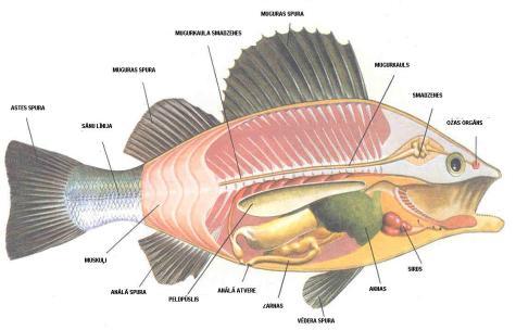 Pēc tauku satura zivis iedala liesās ( līdz 2% tauku ),vidēji treknās ( 2-8%) un treknās ( 8% un vairāk ).Vidēji treknas un treknas zivis ir gan olbaltumvielu, gan tauku avots uzturā.