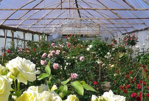 Eiropā audzēts stāds! Foto - stādaudzētava Latroze Stādaudzētava LATROZE "EDEN ROSE" Stādaudzētava Latroze ir ģimenes uzņēmums, kas savu darbību uzsāka 1996. gadā ar rožu audzēšanu.