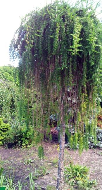 Meža Rasās, kā retums, ir atrodami formēti skuju koki bonsai. Šādi augi ļoti augstu tiek novērtēti Eiropas lielvalstīs, tie prasa ilgstošu, rūpīgu un atbildīgu darbu.
