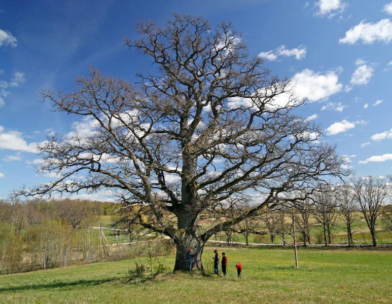 Ieraugi vērtīgo Latvijas ainavā! Padomu lapa DIŽKOKU ATBRĪVOŠANAS CEĻVEDIS Pelēnu ozols Laidu pagastā. Vairākus gadu simtus mūsu dižākie koki ir pārdzīvojuši gan dabas, gan cilvēka radītas likstas.